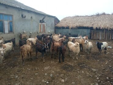 Keçi, çəpiş: Keçilər satilir — 9