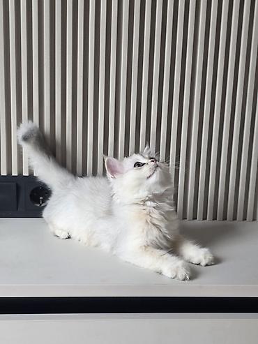 кошка золотая шиншила: Скотиш Страйт (Шотландская прямоухая), 3 месяца, Мальчик, Серебристая шиншилла, Приучена к лотку — 10