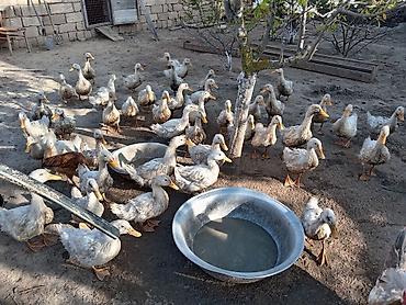 lal ördək qiyməti: Pekin ördəyi 48 dənə qaldı ünvan zirə əlaqə 0708541814 qiymət 9.50 — 1