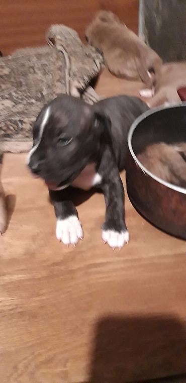 İtlər: Pitbul — 8