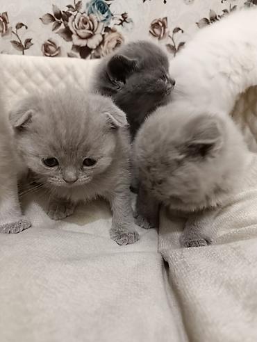 Pişiklər: Şotland, Ödənişli çatdırılma — 26