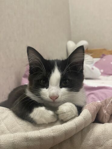 молочное оборудование: 3 месяца, Мальчик, Приучена к лотку