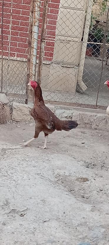 qaz və ordək: Heyratı fere satlır cinsi türk — 1