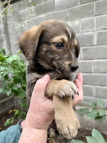 щенок хаски: Собака даром: 2 месяца, Самец — 1