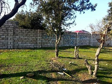 koroglu: 12 sot, Kənd təsərrüfatı, Mülkiyyətçi — 5