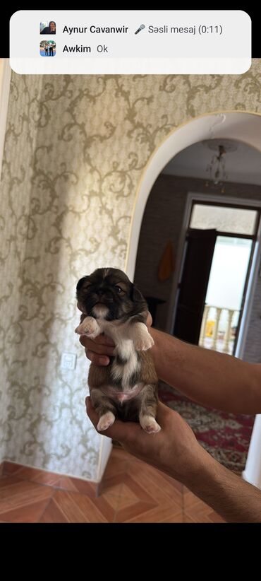 tap.az xacmaz heyvanlar: Pekines, 2 ay, Erkek, Peyvəndli, Pulsuz çatdırılma