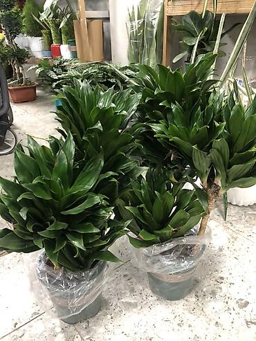 Другие комнатные растения: Комнатные растения в горшках — декоративные и фруктовые 1) Карликовый — 8