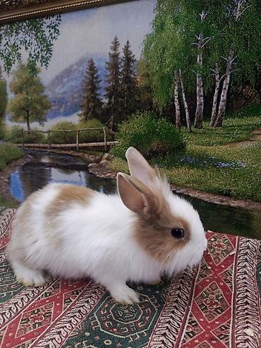 Dovşanlar: Dovşan Ag kariçni Yarı cırtdan çox gözəl Sort dovşandı. Şəkillərdə — 3