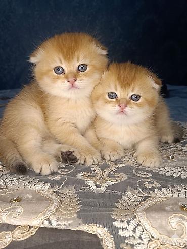 Pişiklər: Şotland — 3