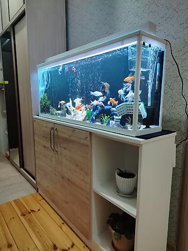 canli baliq: Dördbucaq akvarium, Balıqlarla birlikdə, 150 l — 4