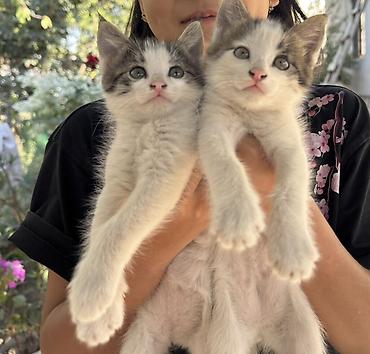 сумка для кота: Отдам даром в хорошие руки — 1