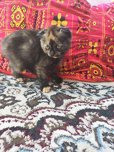 black cat: Скотиш Фолд (Шотландская вислоухая), 2 месяца, Мальчик, Серый, Приучена к лотку — 4