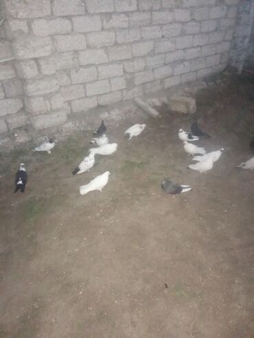 отдам котенка в добрые руки: 18 qusdu tutulma isdeyen vasap var yazın