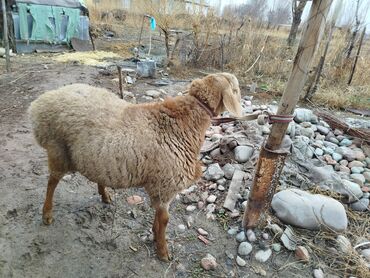 Бараны, овцы: Продаю | Овца (самка) | Для разведения | Матка — 8