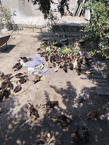 heyvan yemlərinin satışı: Lal ördək topdan satılır sağlam heyvanlarardı

250yə yaxın — 2