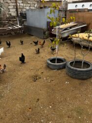 Toyuqlar: Toyuq, Yumurtalıq, Ünvandan götürmə — 4