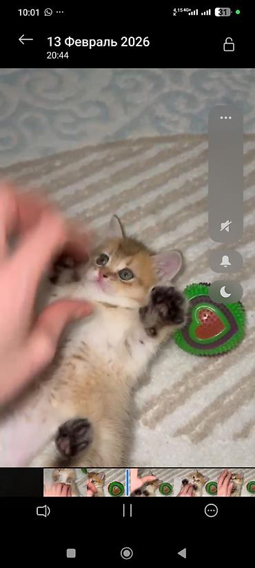 Pişiklər: Qızıl şinşilla, Erkək — 2