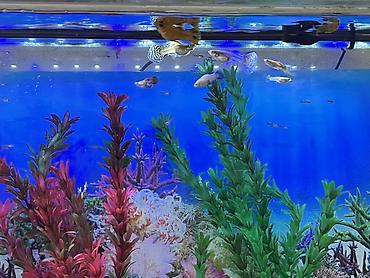 Balıqlar: Sülhsevər, Ödənişli çatdırılma -da lalafo.az — 12 Balıqlar: Sülhsevər, Ödənişli çatdırılma — 12