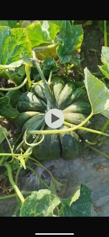 автомойка высокого давления купить: Тыква оптом с поля Мускат де прованс. 5 га объем около 350-400 тонн