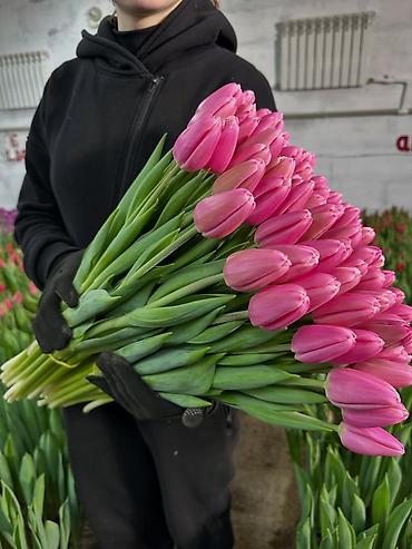 Цветы и букеты: Тюльпаны тепличного выращивания — срезка оптом. - Цвета — 10