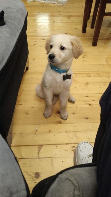 golden it satışı: Retriever, 3 ay, Erkek, Peyvəndli, Ünvandan götürmə