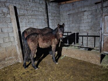 Лошади, кони: Продаю | Кобыла (самка) | Рабочий — 6