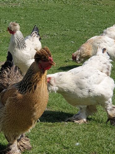 продаю курицу: Продаю | Куры, Инкубационные яйца | Домашняя | Для разведения, Несушки