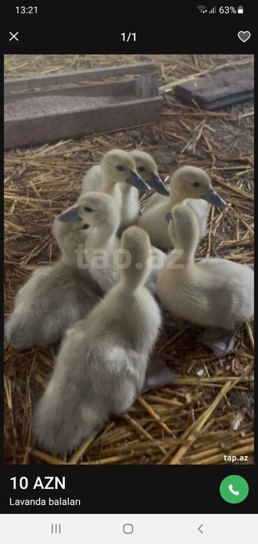 Ördəklər: Lavanda balaları – ördək cücələri Məhsul təsviri: - Şəkillərdə olan — 1