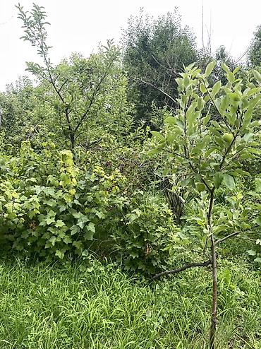 Продажа дач: ПРОДАЕТСЯ Дачный участок, с. Туз, СТ «Нур» (между с. Туз и с. Чон — 12