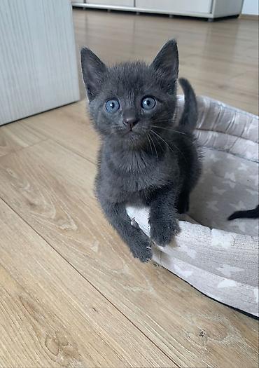 Кошки: 🐱❤️ Малыши в поисках дома! Посмотрите на эти мордашки — каждому из них — 4