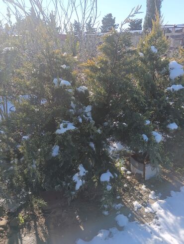 Torf: Aqaclarin satsi torf gubresde satışda var Baqlarin salınması -da lalafo.az — 7 Torf: Aqaclarin satsi torf gubresde satışda var Baqlarin salınması — 7