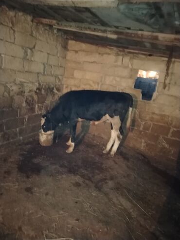 avçarka satılır: 2 dene Erkey danalar satılır istəyən olsa yazsın video sun atım baxın