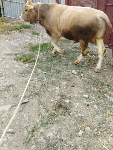 купить породистую собаку: Продаю | Бык (самец) | На откорм | Племенные