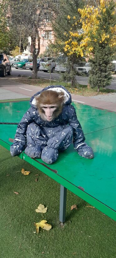 Digər heyvanlar: Tayson adlı meymun satılır. Ağıllışirindi. Kim isdəsə yazsın — 6