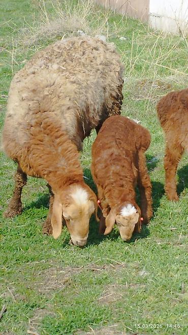 Баран, овца: Продаю | Овца (самка) | Для разведения | Матка — 11