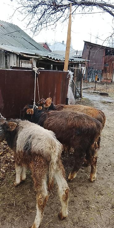 Коровы, быки: Продаю | Музоо, торпок | Полукровка | На откорм | Привязанные — 5