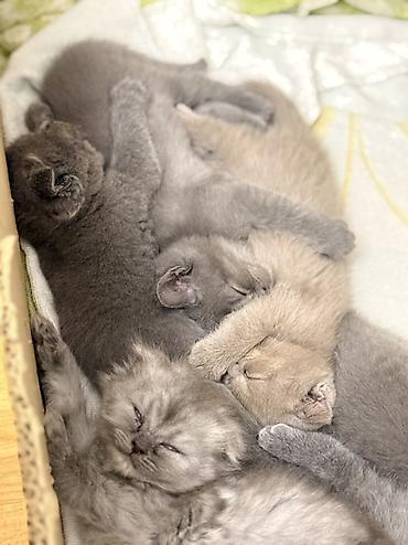 Кошки: Шотландская, Самка, Самец, В добрые руки, Платная доставка, Самовывоз — 6