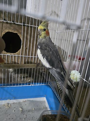 quş dami: Nimfa (Cockatiel) papaqları – müxtəlif rənglər Təsvir: - Şəkillərdə — 2
