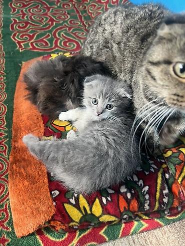 отдам даром котят бишкек: Шотландские котята, помёт из двух малышей: - Серый котёнок со — 4