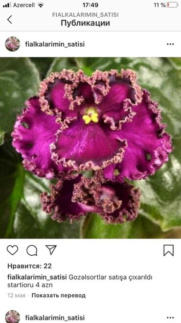 Otaq bitkiləri: Fialka startiorlari 4 azn — 8