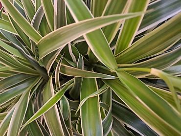 mini sanseverija: Chlorophytum, velika biljka sa prve dve slike je 500, Chlorophytum sa — 7