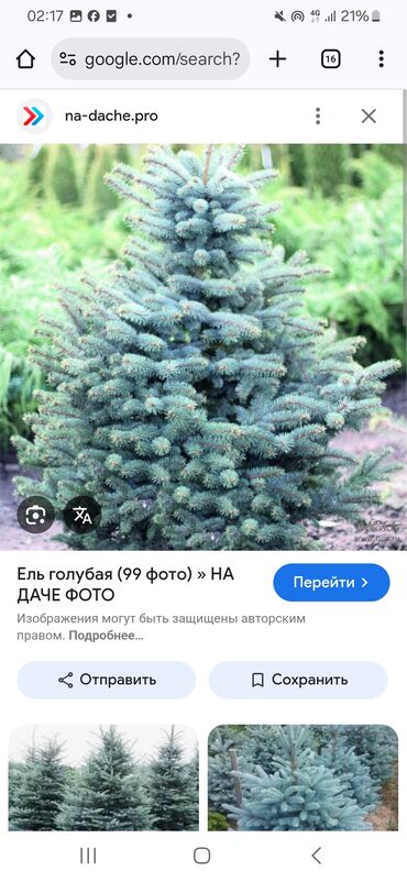 Декоративные деревья: Саженцы деревьев: Ели, Самовывоз