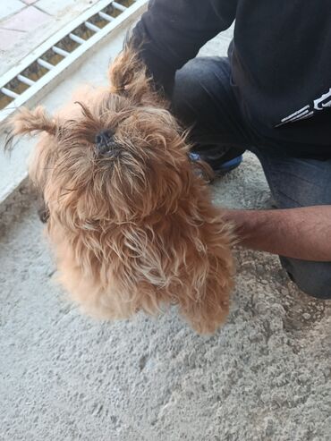 İtlər: Pudel, 8 ay, Erkek, Peyvəndli, Pulsuz çatdırılma — 1