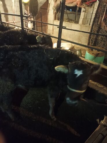 Коровы, быки: Продаю | Музоо, торпок | На откорм | Привязанные — 2