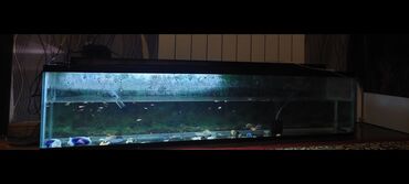 akvarium matoru: 135sm uzunudur icinde 100e yaxin baliq, qizdiricisi, kompressoru ile