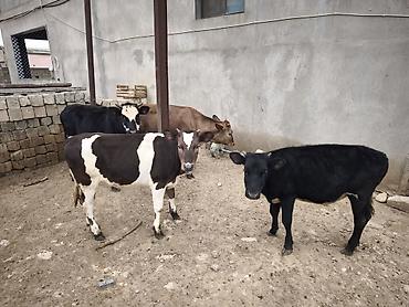 dana inek: Dana, buzov, Dişi, Simental, Holsteyn, ay: 1, Damazlıq, Südlük, Ödənişli çatdırılma, Ünvandan götürmə — 1