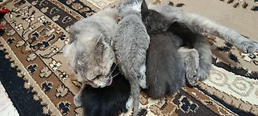 Мышыктар сатылат: Котята домашние, от шотландской вислоухой кошки (на фото мама). В — 5