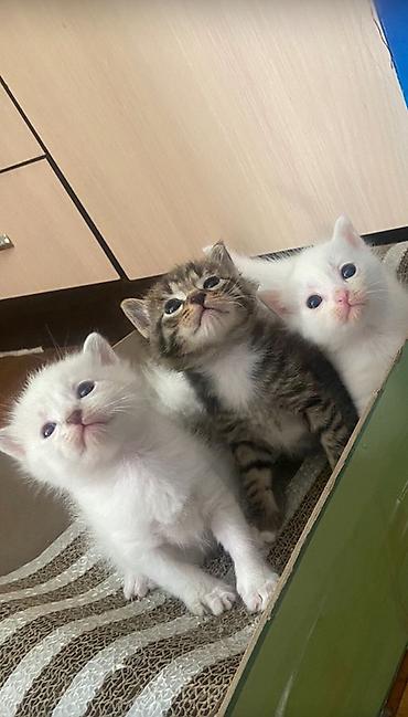 абиссинская кошка: цена: Котята, помет домашней кошки. - Окрас: белые (несколько малышей) — 1
