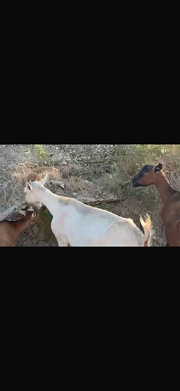 sane keci: Agribal alpin ober(H) sanen 3 ed ana oberhas 6 ed sanen 1 ed ana heleb — 10