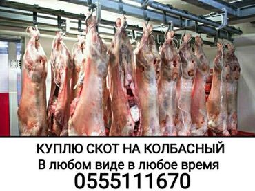 Животные - Сокулук: Скупаем скот в колбасный цех любой упитанности